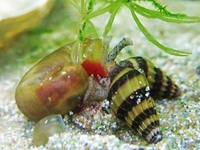 Adi Salyangoz Özellikleri Nelerdir?