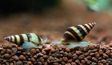 Salyangoz Balığı Türleri ve Özellikleri