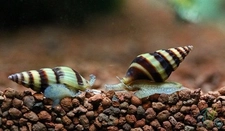 Salyangoz Çeşitleri Nelerdir?