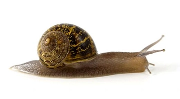 Salyangoz Türleri ve Özellikleri