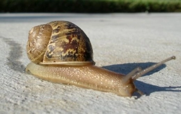 Salyangoz Sıvısı Faydaları Nelerdir?